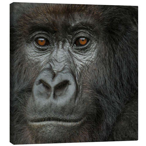 Canvastavla Portrait of a Mountain Gorilla from the Umubano Group