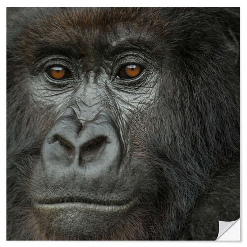 Vinilo para la pared Portrait of a Mountain Gorilla from the Umubano Group