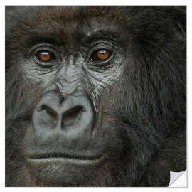 Selvklebende plakat Portrait of a Mountain Gorilla from the Umubano Group