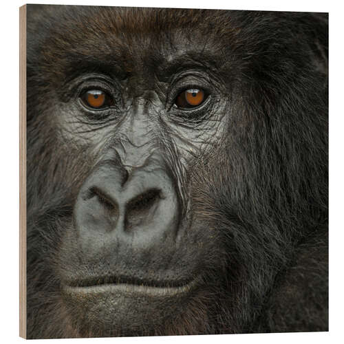 Wood print Portrait of a Mountain Gorilla from the Umubano Group