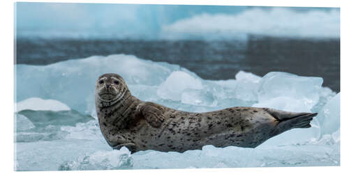 Stampa su vetro acrilico Harbor Seal at South Sawyer Glacier, Alaska