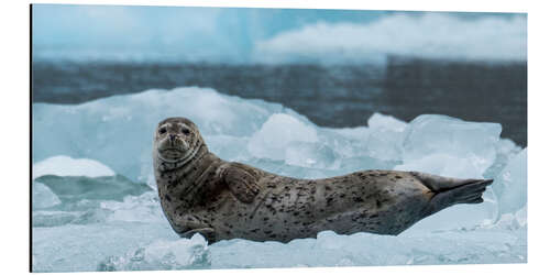 Cuadro de aluminio Harbor Seal at South Sawyer Glacier, Alaska