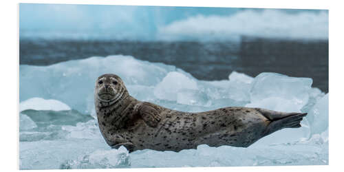 PVC-tavla Harbor Seal at South Sawyer Glacier, Alaska