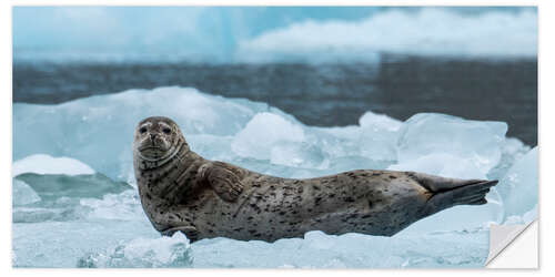 Selvklebende plakat Harbor Seal at South Sawyer Glacier, Alaska