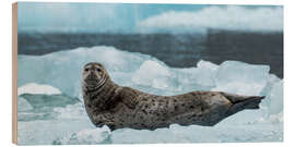 Tableau en bois Harbor Seal at South Sawyer Glacier, Alaska