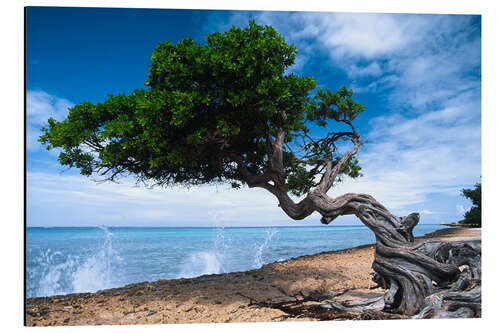 Alubild Aruba Strand und Knorriger Baum