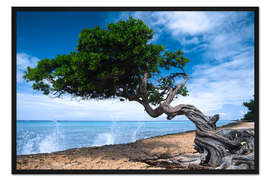 Gerahmter Kunstdruck Aruba Strand und Knorriger Baum