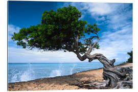 Galleriprint Aruba Beach and Gnarly Tree