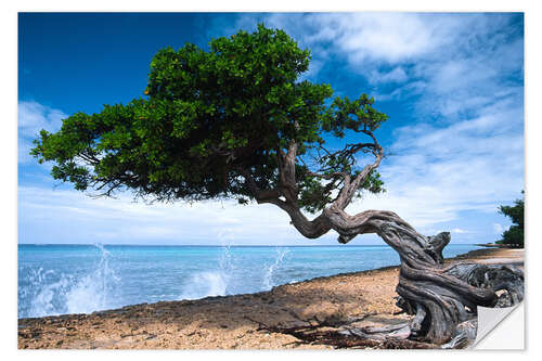 Vinilo para la pared Aruba Beach and Gnarly Tree