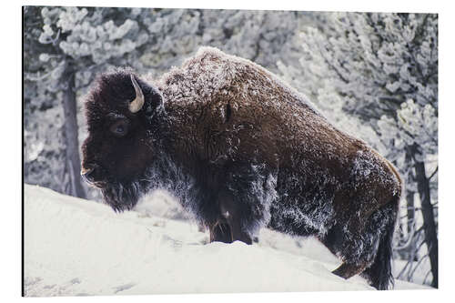 Alubild Porträt eines amerikanischen Bisons im Schnee