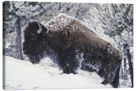 Leinwandbild Porträt eines amerikanischen Bisons im Schnee - Michael Melford