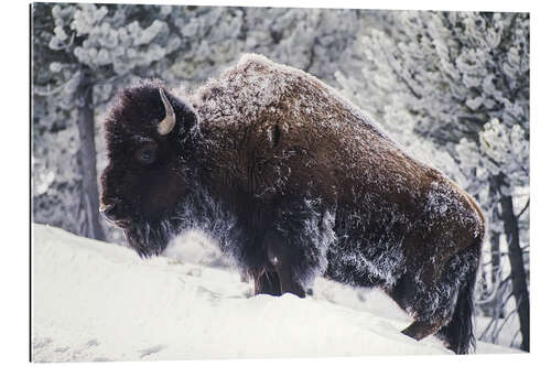 Galleriprint Portrait of an American Bison in the Snow