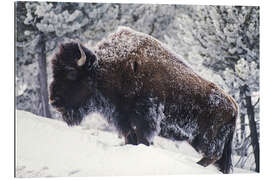 Gallery print Portrait of an American Bison in the Snow