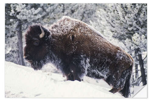 Wandsticker Porträt eines amerikanischen Bisons im Schnee