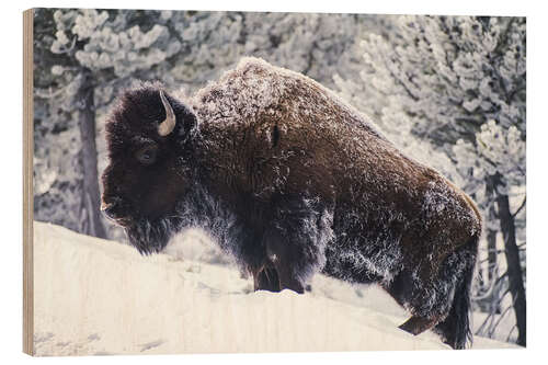 Wood print Portrait of an American Bison in the Snow