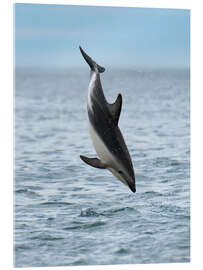 Akryylilasitaulu Dusky Dolphin Jumps Above Waters