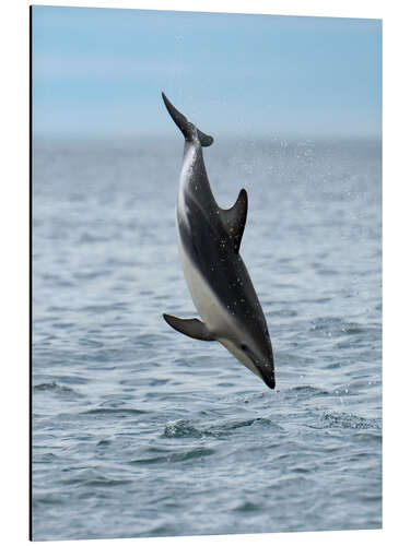 Aluminiumtavla Dusky Dolphin Jumps Above Waters