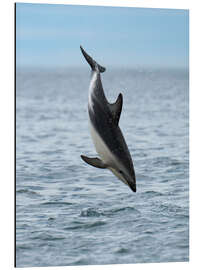 Tableau en aluminium Dusky Dolphin Jumps Above Waters