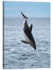 Canvas-taulu Dusky Dolphin Jumps Above Waters