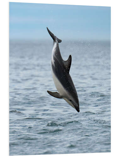 Tableau en PVC Dusky Dolphin Jumps Above Waters