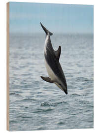 Wood print Dusky Dolphin Jumps Above Waters