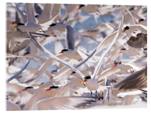 Acrylic print Flock of Caspian Terns, Sterna Caspia