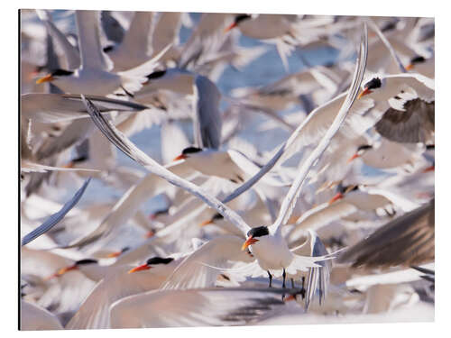 Aluminium print Flock of Caspian Terns, Sterna Caspia