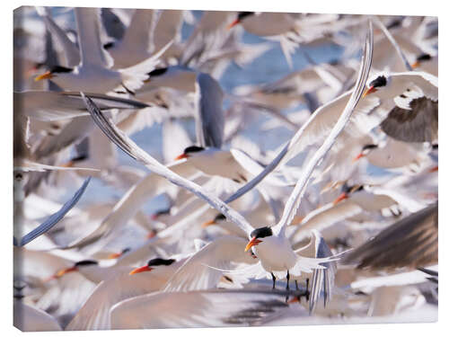 Canvas print Flock of Caspian Terns, Sterna Caspia