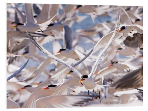 PVC-taulu Flock of Caspian Terns, Sterna Caspia