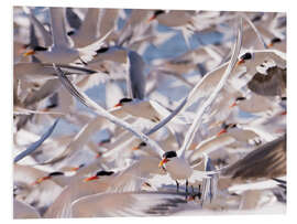 Tableau en PVC Flock of Caspian Terns, Sterna Caspia