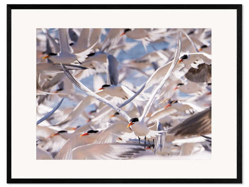 Stampa artistica con cornice Flock of Caspian Terns, Sterna Caspia
