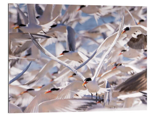 Galleriprint Flock of Caspian Terns, Sterna Caspia