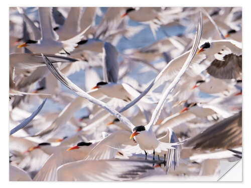 Muursticker Flock of Caspian Terns, Sterna Caspia