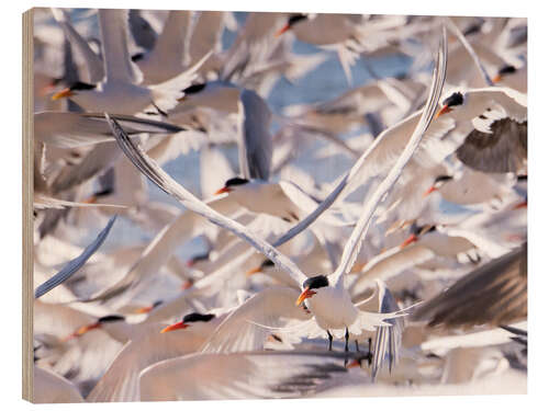 Tableau en bois Flock of Caspian Terns, Sterna Caspia
