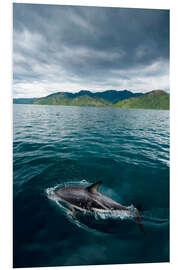 Foam board print Dusky Dolphin Swims off the Coast of New Zealand