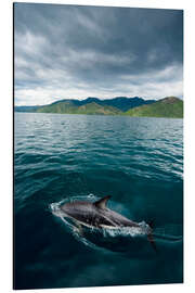 Magnettafel Schwarzer Delfin schwimmt vor der Küste Neuseelands