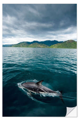 Sticker mural Dusky Dolphin Swims off the Coast of New Zealand