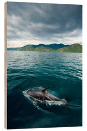 Wood print Dusky Dolphin Swims off the Coast of New Zealand