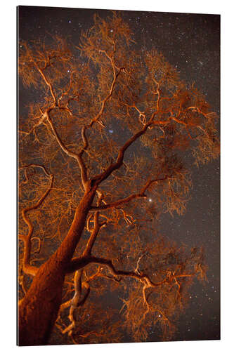 Gallery print Stars Shine Above a Tree Illuminated by Campfire Light