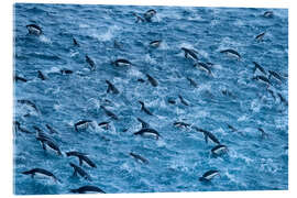 Stampa su vetro acrilico Chinstrap Penguin Colony in the Waters of Antarctica