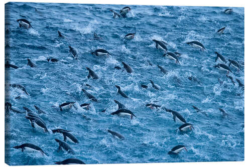 Tableau sur toile Chinstrap Penguin Colony in the Waters of Antarctica