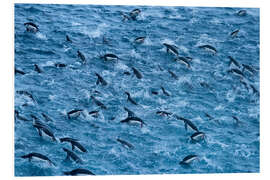 Foam board print Chinstrap Penguin Colony in the Waters of Antarctica