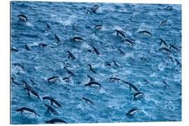 Gallery print Chinstrap Penguin Colony in the Waters of Antarctica