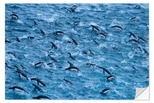 Vinilo para la pared Chinstrap Penguin Colony in the Waters of Antarctica