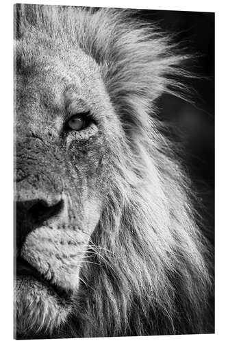 Acrylic print Close-up Detail of a Male Lion Face and Head