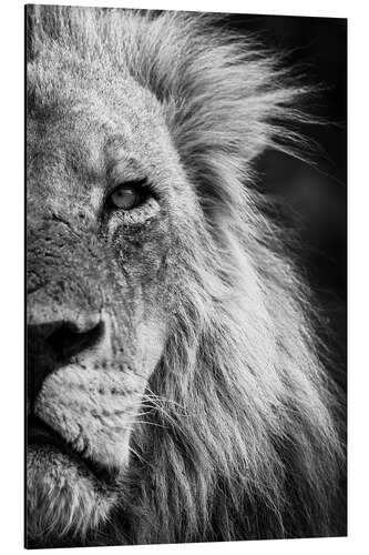 Aluminium print Close-up Detail of a Male Lion Face and Head