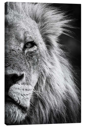 Stampa su tela Close-up Detail of a Male Lion Face and Head