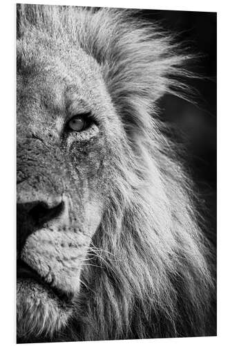 Tableau en PVC Close-up Detail of a Male Lion Face and Head