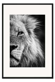 Gerahmter Kunstdruck Nahaufnahme eines männlichen Löwen