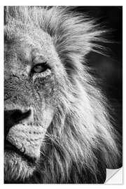 Selvklebende plakat Close-up Detail of a Male Lion Face and Head